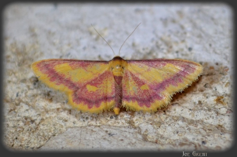 Idaea muricata - mocsári pirosaraszoló