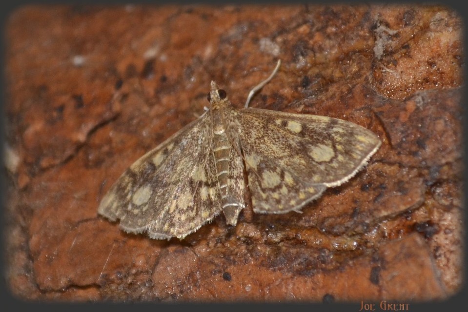 Anania stachydalis - mocsári dudvamoly