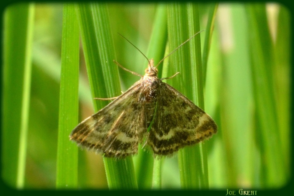 Pyrausta despicata - réti bíbormoly