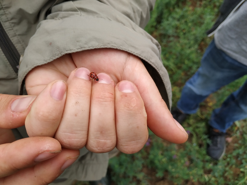 Gonioctena fornicata - közönséges lucernabogár