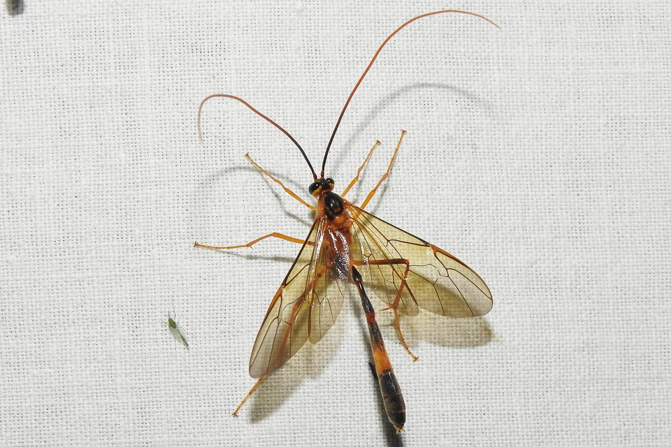 Stauropoctonus bombycivorus