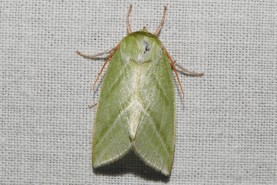 Pseudoips prasinana - bükkfa-zöldbagoly