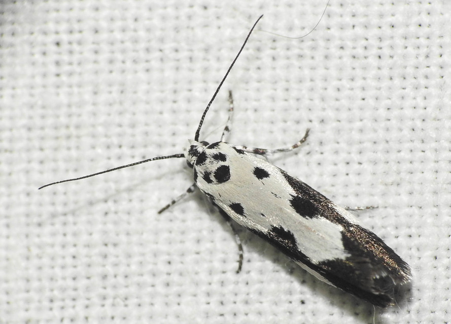 Ethmia quadrillella - gyászos feketemoly