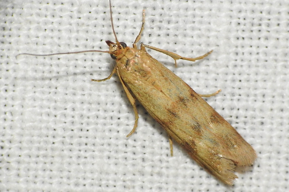 Homoeosoma sinuella - agyagsárga karcsúmoly