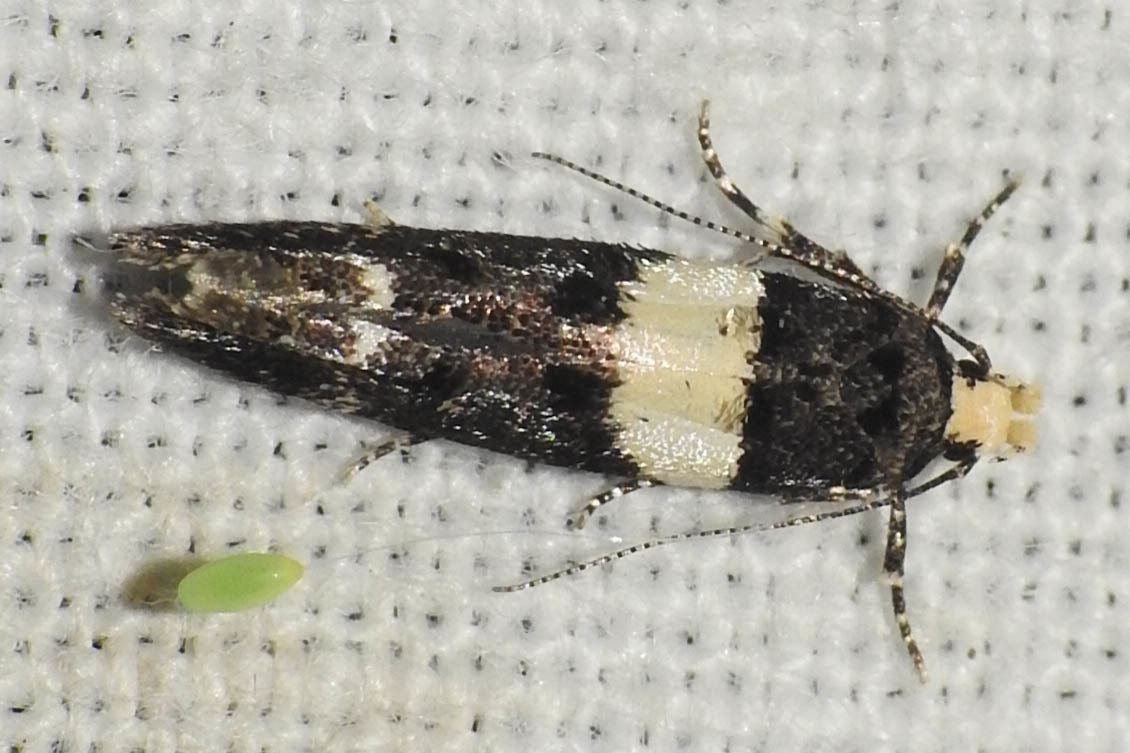 Recurvaria leucatella - nagy vörös-rügysodrómoly