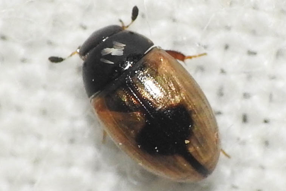Cercyon unipunctatus - egypontos iszapcsiborka Cercyon unipunctatus - egypontos iszapcsiborka