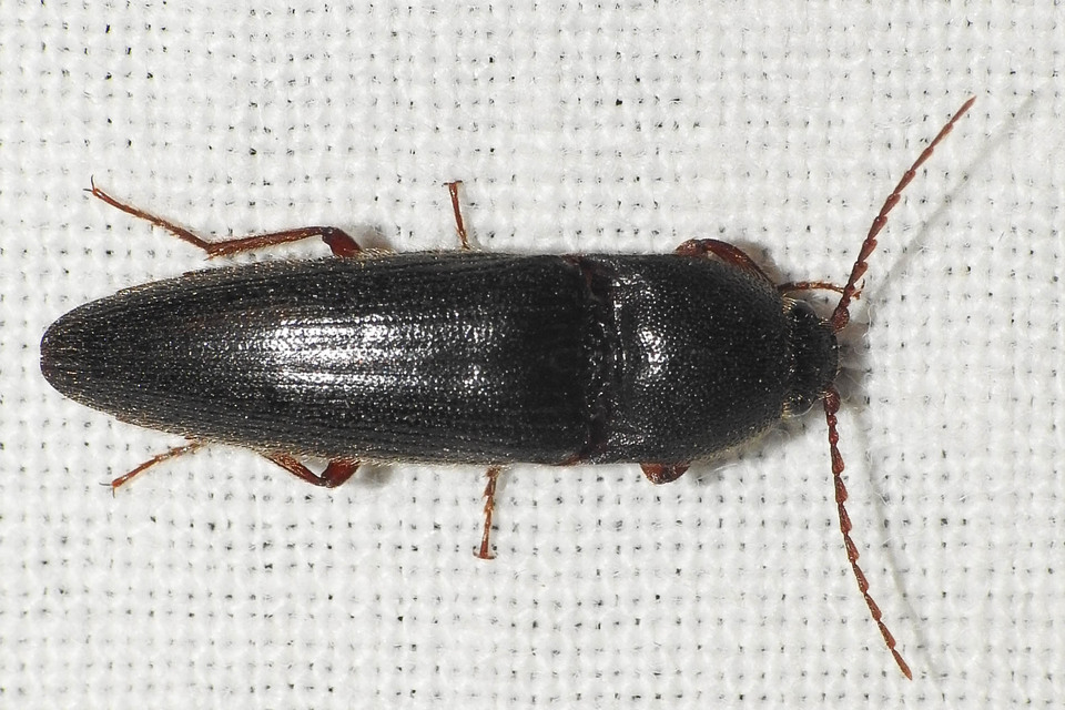Melanotus