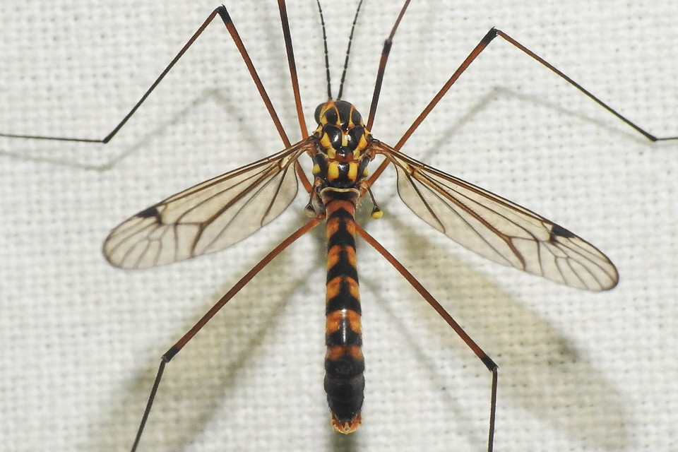 Nephrotoma scalaris