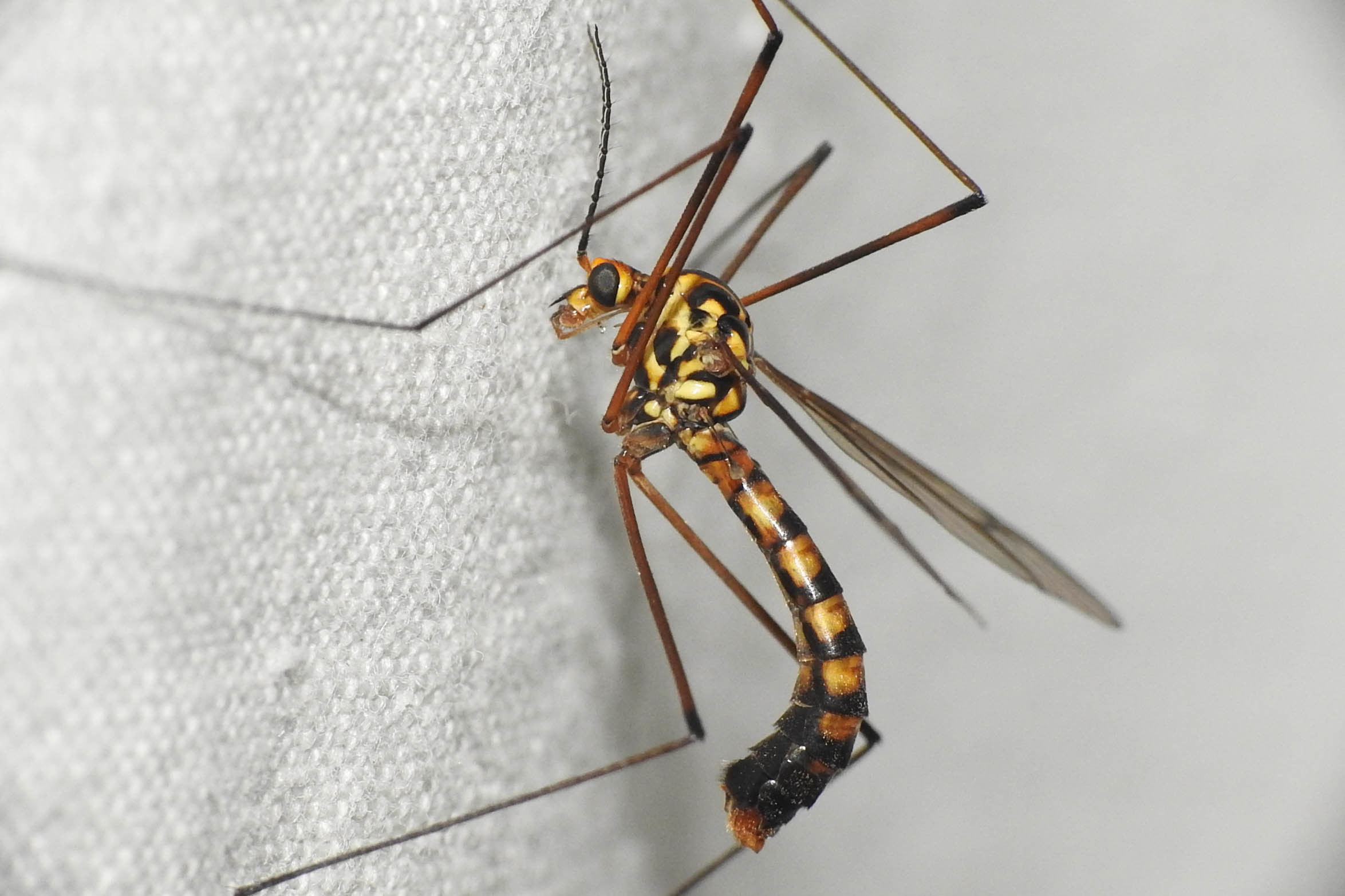 Nephrotoma scalaris