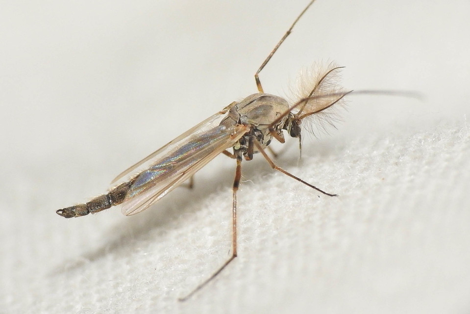 Chironomidae - árvaszúnyogok