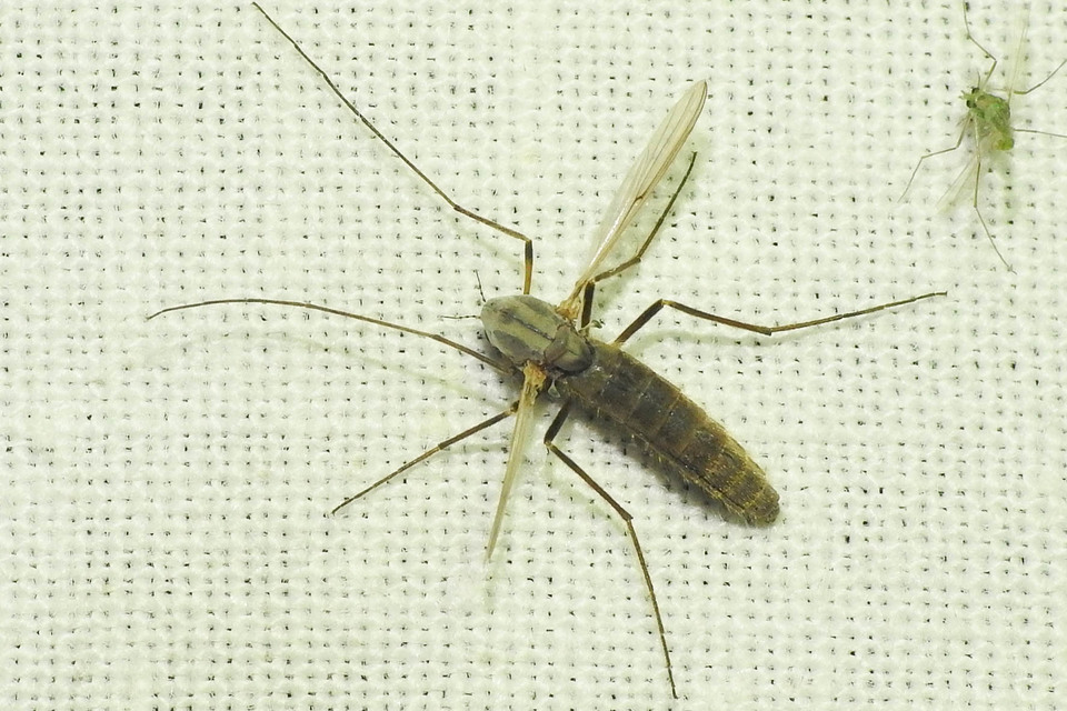 Chironomidae - árvaszúnyogok