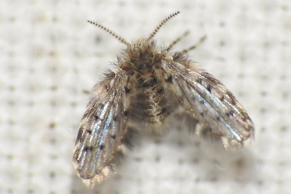 Paramormia ustulata