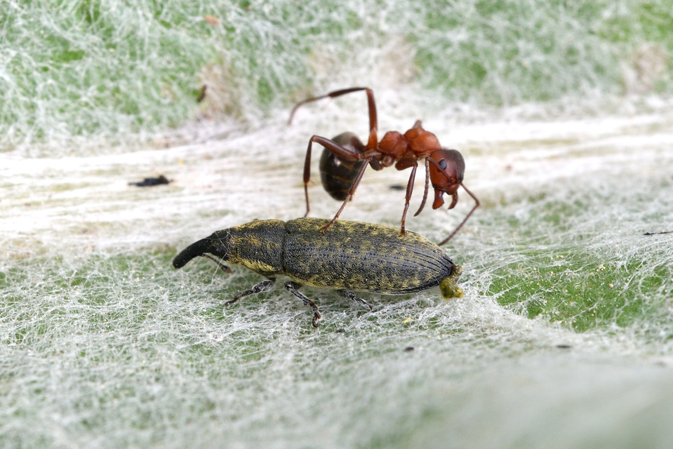 Lixus filiformis - karcsú dudvabarkó