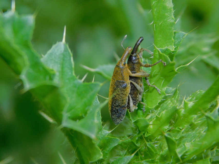 Lixus pulverulentus - mályvafúró dudvabarkó