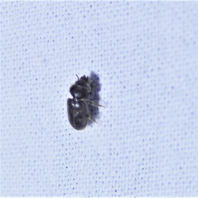 Heteroceridae - iszapbogárfélék