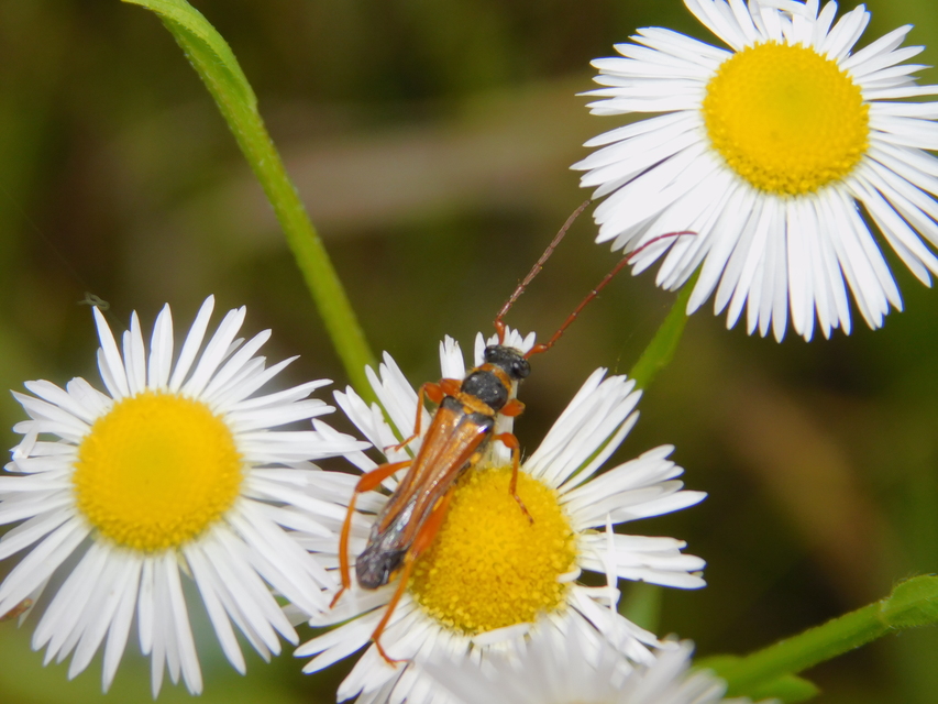 Stenopterus flavicornis - sárgacsápú keskenyfedőscincér