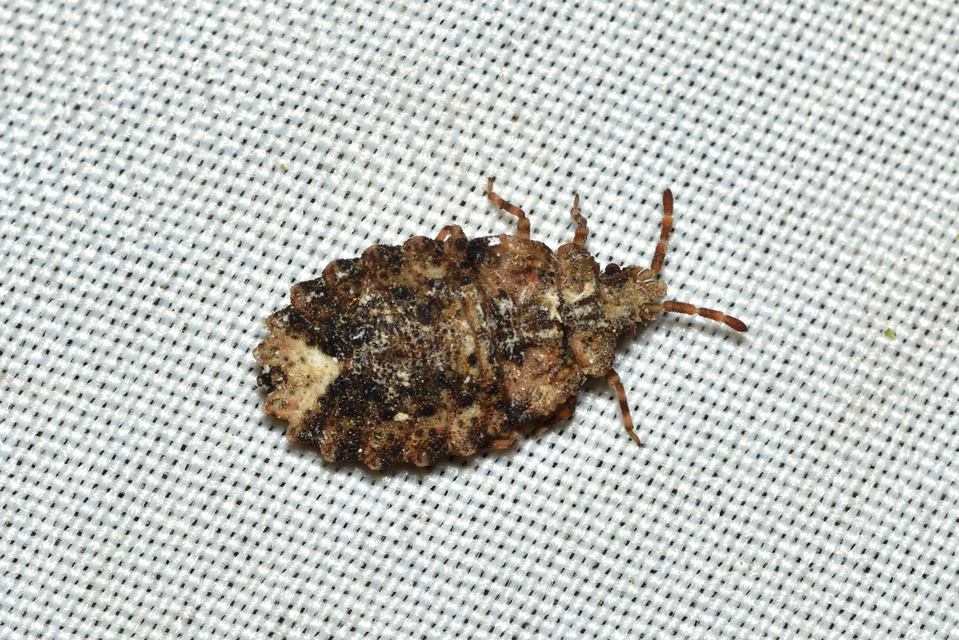 Aradus