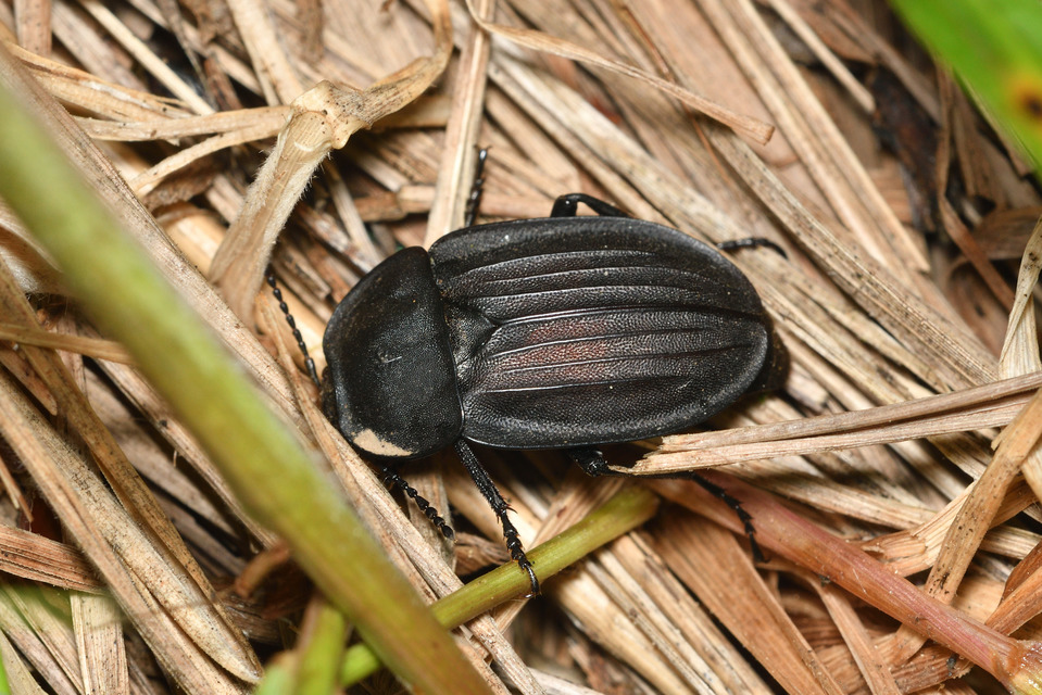 Silpha carinata - karimás dögbogár