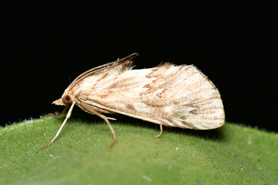 Cynaeda dentalis - gyakori ciframoly