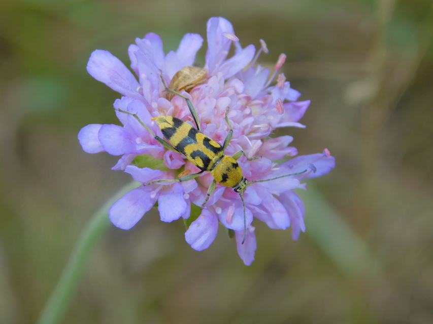 Chlorophorus varius - díszes darázscincér