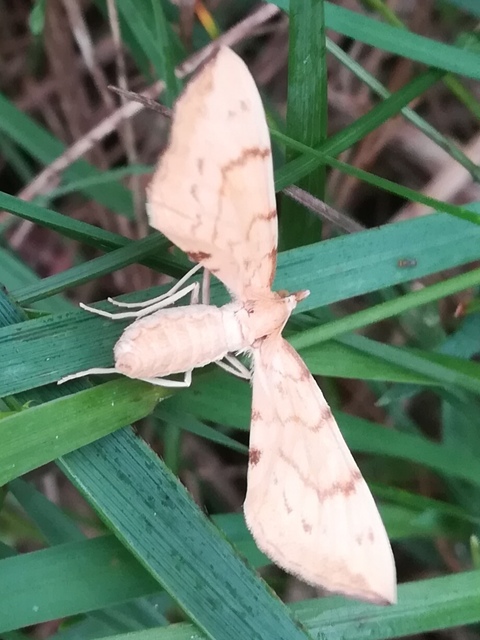 Eulithis pyraliata - sárga galajaraszoló