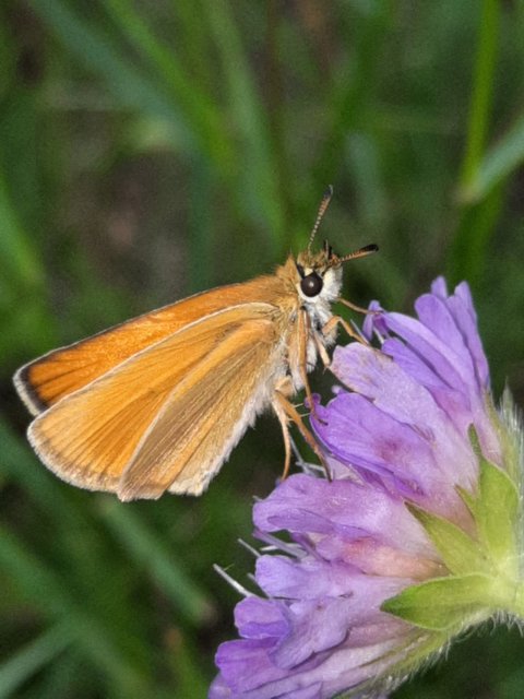 Thymelicus lineola - vonalas busalepke