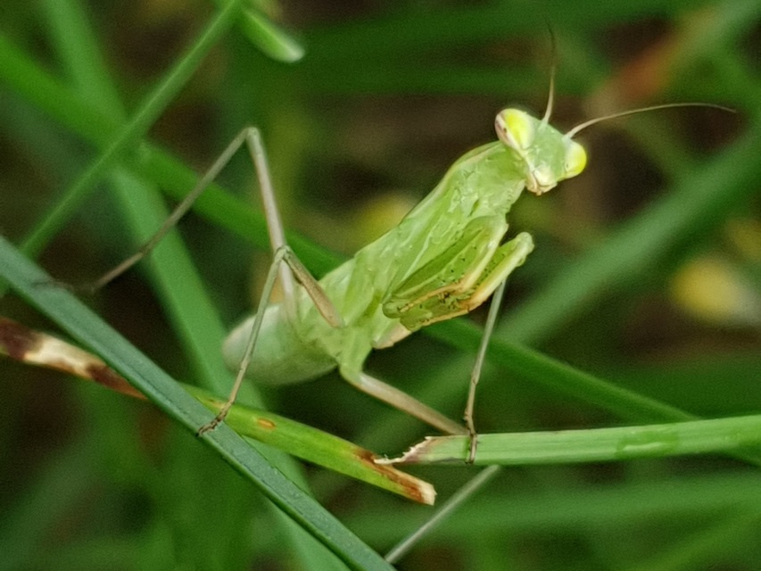 Mantis religiosa - imádkozósáska