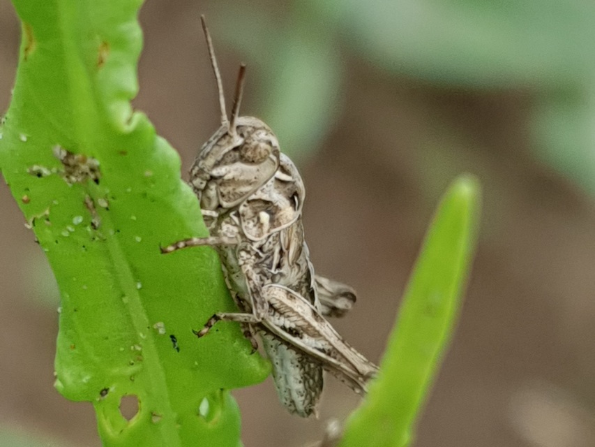 Oedaleus decorus - szalagos sáska