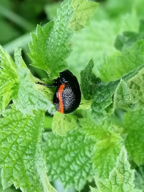Chrysolina kuesteri - ráncos szegélyeslevelész