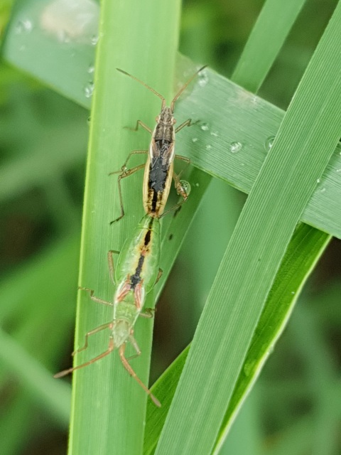 Myrmus miriformis - kurtaszárnyú karimáspoloska