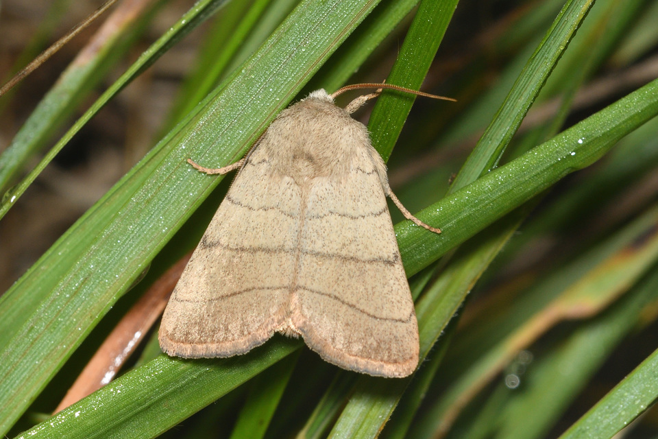 Charanyca trigrammica - háromsávos lombbagoly