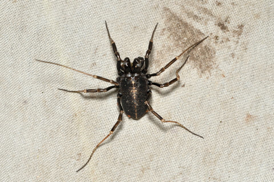 Egaenus convexus