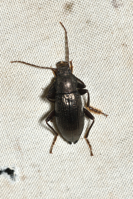 Stenomax aeneus - bronzos gyászbogár