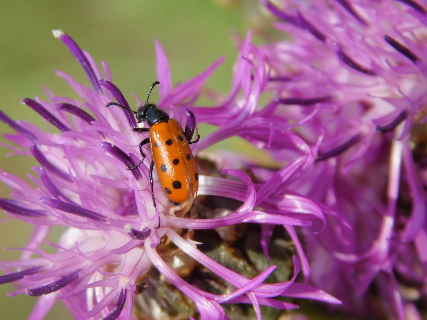 Mylabris crocata - pettyes hólyaghúzó Mylabris crocata - pettyes hólyaghúzó