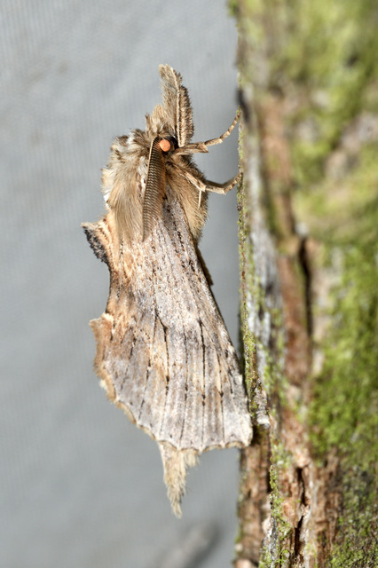 Pterostoma palpina - csőrös púposszövő