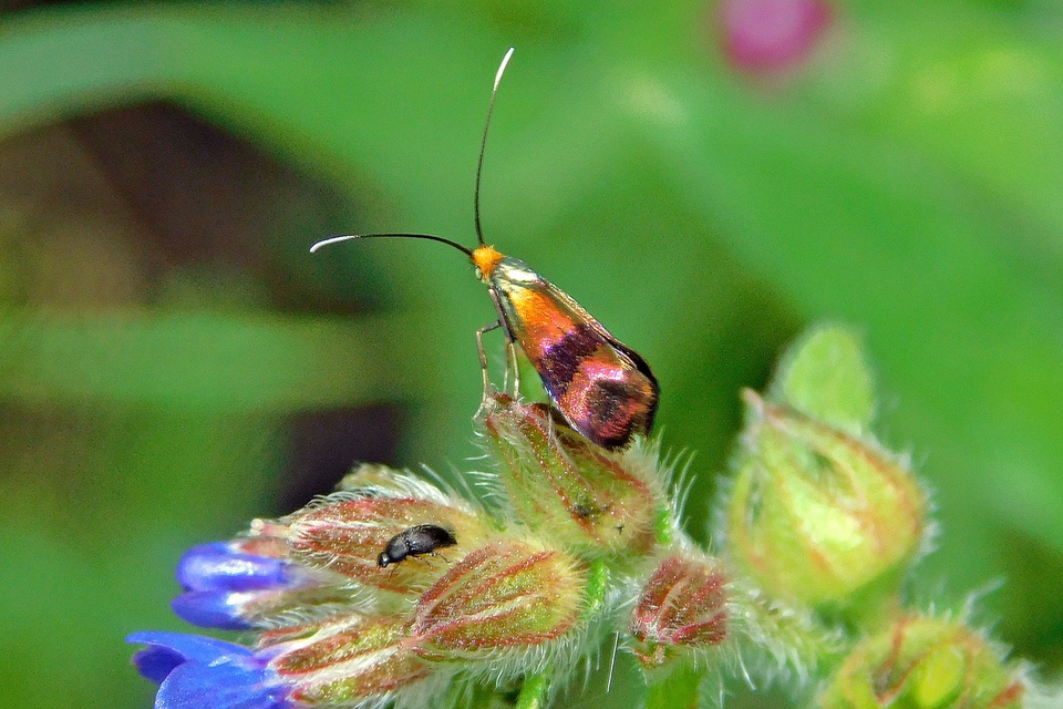 Nemophora