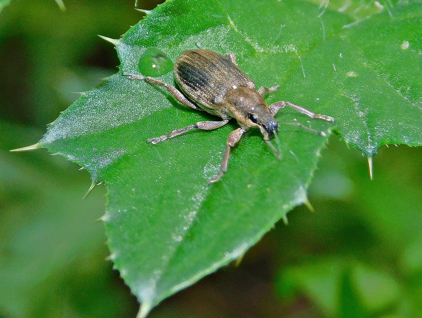 Tanymecus palliatus - közönséges hegyesfarúbarkó