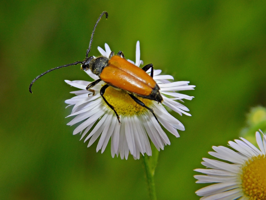 Stictoleptura fulva - vörhenyes virágcincér