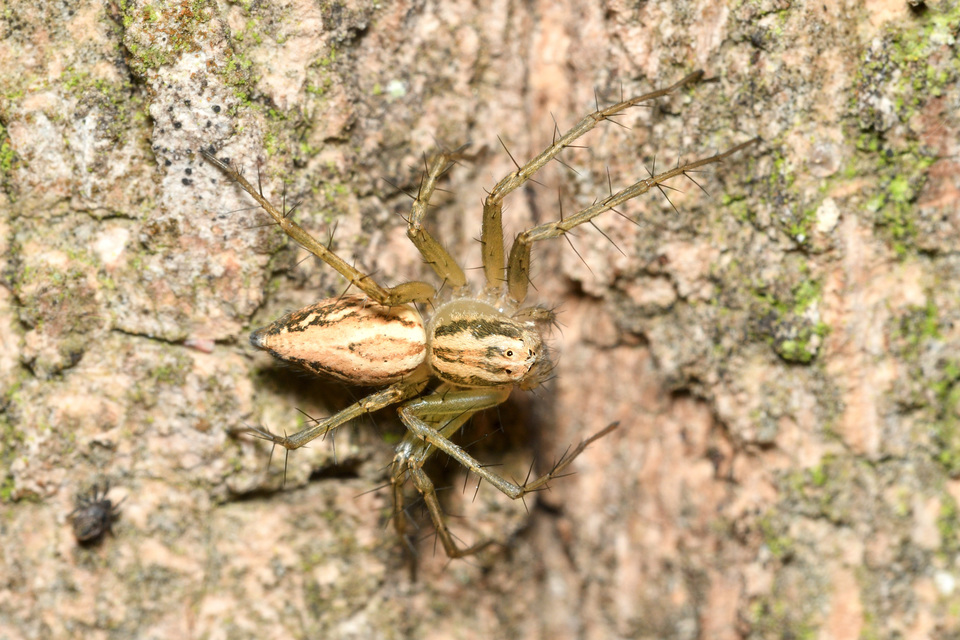 Oxyopes lineatus