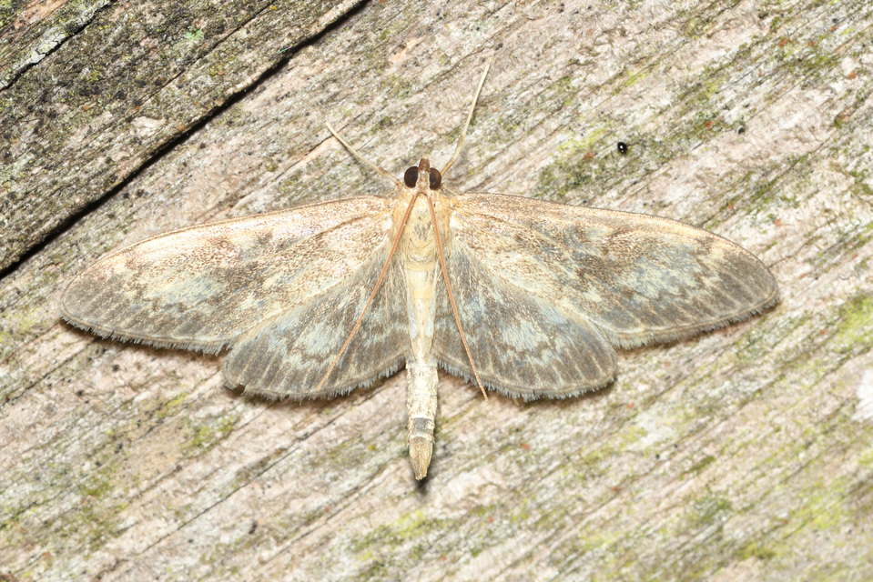 Anania lancealis - hosszúszárnyú tűzmoly