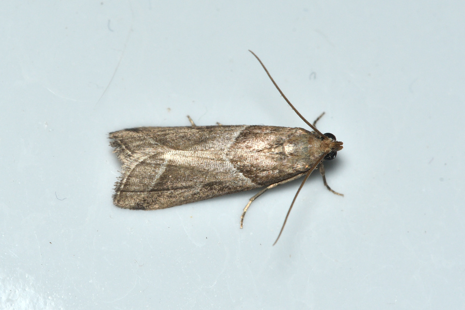 Nyctegretis lineana - agátszínű karcsúmoly