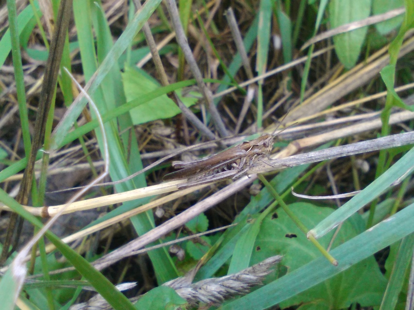 Chorthippus brunneus - közönséges tarlósáska