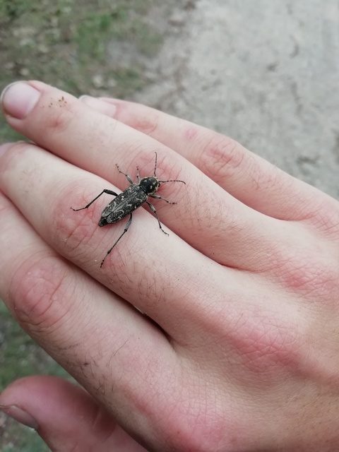 Xylotrechus rusticus - egérszínű darázscincér