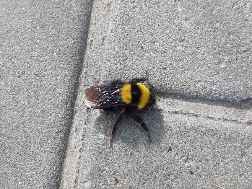 Bombus argillaceus - délvidéki poszméh