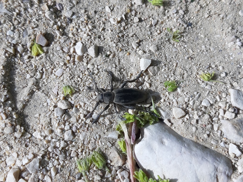 Dorcadion aethiops - fekete gyalogcincér