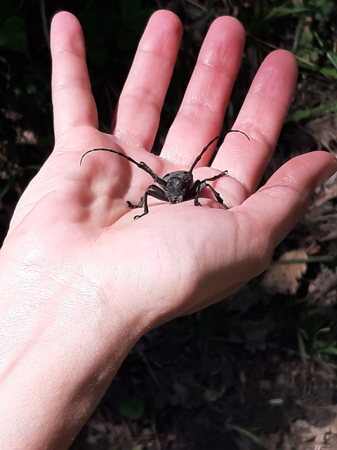 Morimus asper funereus - gyászcincér