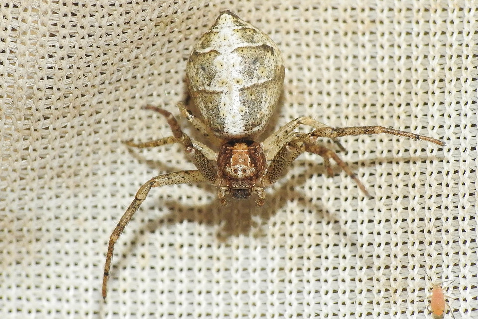 Tmarus