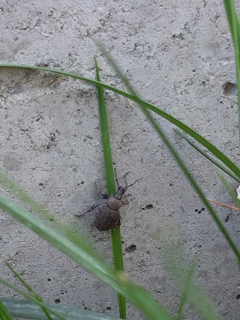 Otiorhynchus ligustici - vincellér-gyalogormányos