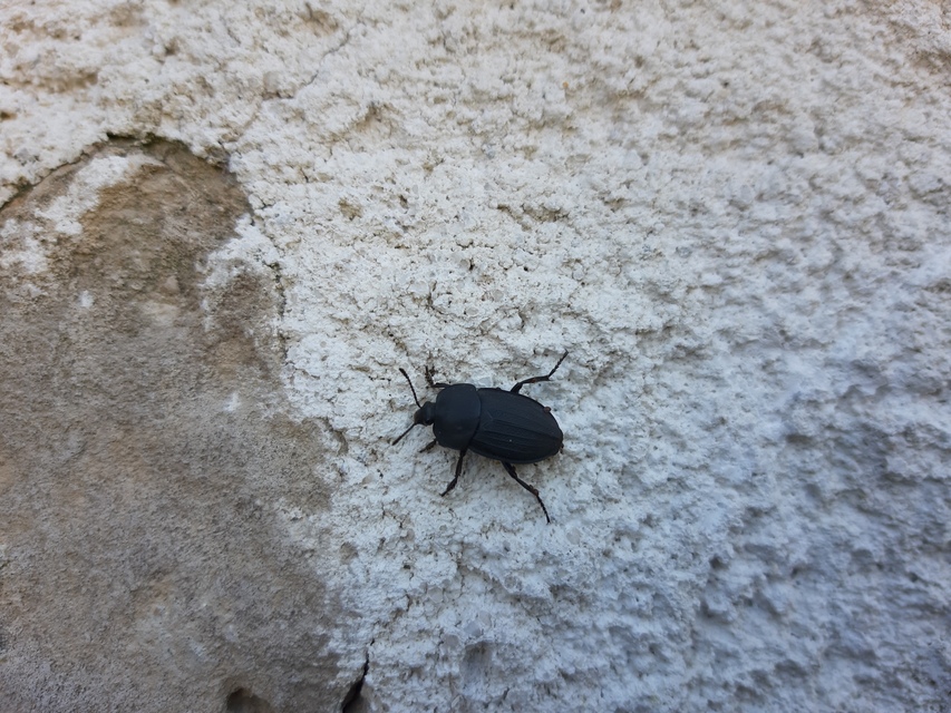 Silpha obscura - közönséges dögbogár