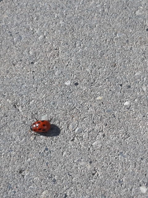 Gonioctena fornicata - közönséges lucernabogár
